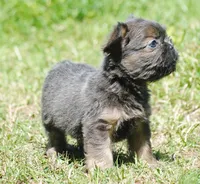 Blue and tan fem "lilly", a female French Bulldog for sale in Oakland, OR – 5 of 10