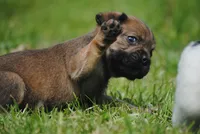 sable male "remi", a female French Bulldog for sale in Oakland, OR – 7 of 9