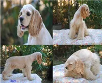 buff1male, a male Cocker Spaniel for sale in Oakland, OR – 10 of 10
