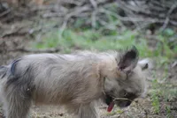 merlefem "Daisey", a female French Bulldog for sale in Oakland, OR – 5 of 10