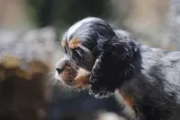 princeboy1, a male Cocker Spaniel for sale in Oakland, OR – 7 of 10