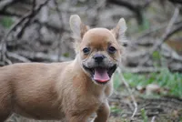 fawn merle fem "trixie", a female French Bulldog for sale in Oakland, OR – 3 of 10