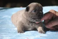 blue1male, a male French Bulldog for sale in Oakland, OR – 5 of 10