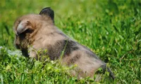 merlefem "Daisey", a female French Bulldog for sale in Oakland, OR – 3 of 10