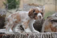 merlin boy, a male Cocker Spaniel for sale in Oakland, OR – 3 of 10