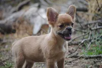 fawn merle fem "trixie", a female French Bulldog for sale in Oakland, OR – 4 of 10