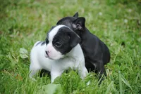 parti fem "missy", a female French Bulldog for sale in Oakland, OR – 10 of 10