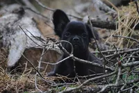 Black boy "charlie", a male French Bulldog for sale in Oakland, OR – 4 of 10