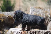 Tri Prince, a male Cocker Spaniel for sale in Oakland, OR – 7 of 10