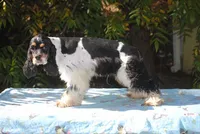 prince1male, a male Cocker Spaniel for sale in Oakland, OR – 4 of 9