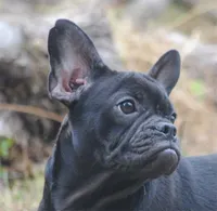black fem "grace", a female French Bulldog for sale in Oakland, OR – 6 of 10