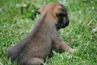 sable male "remi", a female French Bulldog for sale in Oakland, OR – 5 of 9
