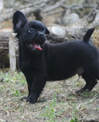 Black boy "charlie" – French Bulldog puppy for sale in Oakland, OR