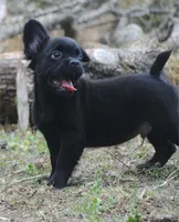 Black boy "charlie", a male French Bulldog for sale in Oakland, OR – 1 of 10