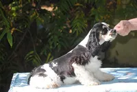 prince3male, a male Cocker Spaniel for sale in Oakland, OR – 6 of 9