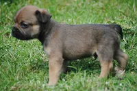 sable male "remi", a female French Bulldog for sale in Oakland, OR – 2 of 9
