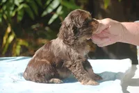 buff1male, a male Cocker Spaniel for sale in Oakland, OR – 3 of 10