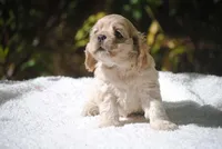 buff2fem, a female Cocker Spaniel for sale in Oakland, OR – 8 of 10