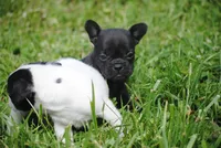 black fem "grace", a female French Bulldog for sale in Oakland, OR – 8 of 10