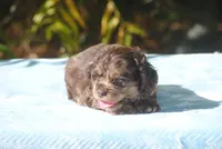 buff1male, a male Cocker Spaniel for sale in Oakland, OR – 2 of 10
