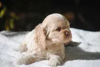 buff3fem, a female Cocker Spaniel for sale in Oakland, OR – 3 of 10
