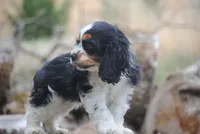 merlin parti girl, a female Cocker Spaniel for sale in Oakland, OR – 7 of 10