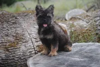 Black and tan boy "tater", a male French Bulldog for sale in Oakland, OR – 10 of 10