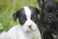 parti fem "missy", a female French Bulldog for sale in Oakland, OR – 9 of 10