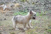 merlefem "Daisey", a female French Bulldog for sale in Oakland, OR – 6 of 10