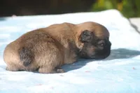 blue2male, a male French Bulldog for sale in Oakland, OR – 6 of 8