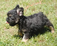 Black and tan boy "tater", a male French Bulldog for sale in Oakland, OR – 5 of 10