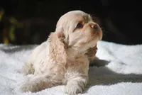 buff3fem, a female Cocker Spaniel for sale in Oakland, OR – 5 of 10