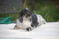 Tia, a female Cocker Spaniel for sale in Oakland, OR – 5 of 9