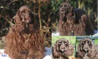 buff1male, a male Cocker Spaniel for sale in Oakland, OR – 9 of 10
