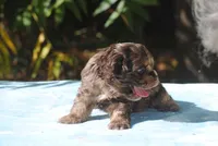 buff1male, a male Cocker Spaniel for sale in Oakland, OR – 7 of 10