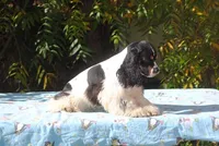 prince2male, a male Cocker Spaniel for sale in Oakland, OR – 9 of 10