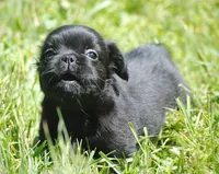 Black boy "charlie", a male French Bulldog for sale in Oakland, OR – 2 of 10