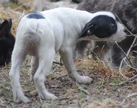 parti fem "missy", a female French Bulldog for sale in Oakland, OR – 7 of 8