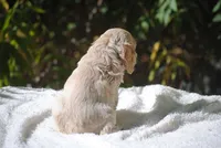 buff1fem, a female Cocker Spaniel for sale in Oakland, OR – 5 of 10
