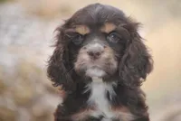 chocolate prince, a male Cocker Spaniel for sale in Oakland, OR – 7 of 10