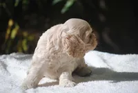 buff3fem, a female Cocker Spaniel for sale in Oakland, OR – 2 of 10