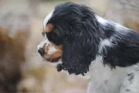 merlin parti girl, a female Cocker Spaniel for sale in Oakland, OR – 4 of 10