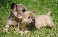 fawn merle fem "trixie", a female French Bulldog for sale in Oakland, OR – 8 of 10