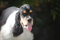 prince1male, a male Cocker Spaniel for sale in Oakland, OR – 3 of 9