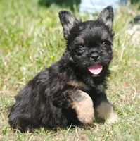 Black and tan boy "tater", a male French Bulldog for sale in Oakland, OR – 3 of 10