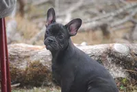 black fem "grace", a female French Bulldog for sale in Oakland, OR – 3 of 10