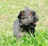 Blue and tan fem "lilly", a female French Bulldog for sale in Oakland, OR – 2 of 10