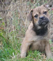 sable male "remi", a female French Bulldog for sale in Oakland, OR – 3 of 10