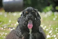 mrmr, a male Cocker Spaniel for sale in Oakland, OR – 1 of 10