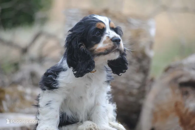 merlin parti girl – Cocker Spaniel puppy for sale in Oakland, OR